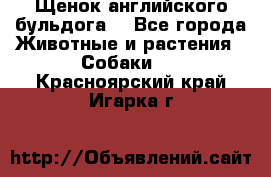 Щенок английского бульдога  - Все города Животные и растения » Собаки   . Красноярский край,Игарка г.